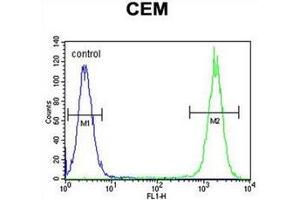 Flow cytometric analysis of CEM cells using Dual oxidase 2  Antibody  (right histogram) compared to a negative control cell (left histogram). (DUOX2 anticorps  (Middle Region))