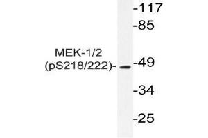 Western blot (WB) analyzes of p-MEK-1/2 antibody in extracts from 293 PMA cells. (MEK1 anticorps  (pSer218, pSer222))