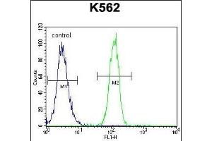 CCDC61 Antibody (N-term) (ABIN655534 and ABIN2845046) flow cytometric analysis of K562 cells (right histogram) compared to a negative control cell (left histogram). (CCDC61 anticorps  (N-Term))