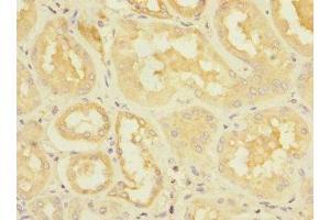 Immunohistochemistry of paraffin-embedded human kidney tissue using ABIN7150741 at dilution of 1:100