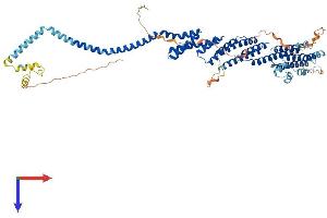 AlphaFold protein structure predicition of Mouse Recombinant Cog8 Protein, UniprotID Q9JJA2