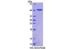 SDS-PAGE analysis of Human SUMO2 Protein. (SUMO2 Protéine)