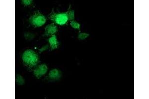 Immunofluorescence (IF) image for anti-Ganglioside-Induced Differentiation-Associated Protein 1-Like 1 (GDAP1L1) antibody (ABIN1498421) (GDAP1L1 anticorps)