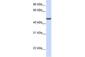 FDXR antibody used at 1 ug/ml to detect target protein. (Ferredoxin Reductase anticorps  (Middle Region))