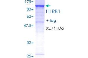 Image no. 1 for Leukocyte Immunoglobulin-Like Receptor, Subfamily B (With TM and ITIM Domains), Member 1 (LILRB1) (AA 18-650) protein (GST tag) (ABIN2752844) (LILRB1 Protein (AA 18-650) (GST tag))