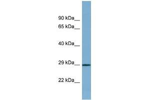 WB Suggested Anti-PRR16 Antibody Titration: 0. (PRR16 anticorps  (Middle Region))