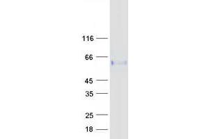 Glycoprotein 2 (Zymogen Granule Membrane) (GP2) (Transcript Variant 4) protein (Myc-DYKDDDDK Tag)