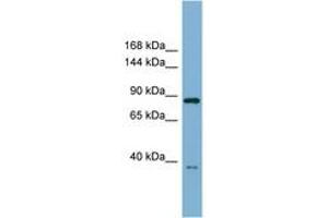 anti-Extended Synaptotagmin-Like Protein 3 (ESYT3) (AA 359-408) antibody