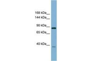 Image no. 1 for anti-Extended Synaptotagmin-Like Protein 3 (ESYT3) (AA 359-408) antibody (ABIN6741976)