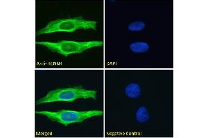 ABIN6391378 Immunofluorescence analysis of paraformaldehyde fixed HeLa cells, permeabilized with 0.