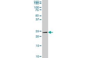 MLC1SA monoclonal antibody (M01), clone 4G11 Western Blot analysis of MLC1SA expression in K-562 .