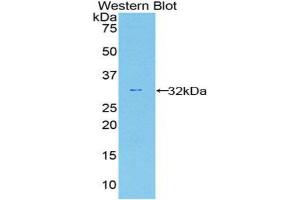 Western Blotting (WB) image for anti-Caspase 12 (Gene/pseudogene) (CASP12) (AA 1-244) antibody (ABIN1858237) (Caspase 12 anticorps  (AA 1-244))
