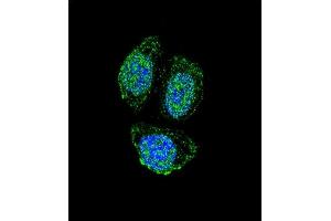 Confocal immunofluorescent analysis of IL17B Antibody (Center) (ABIN655941 and ABIN2845330) with Hela cell followed by Alexa Fluor 488-conjugated goat anti-rabbit lgG (green).