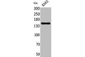 Western Blot analysis of K562 cells using RFC1 Polyclonal Antibody. (RFC1 anticorps  (C-Term))