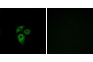 Peptide - +Immunofluorescence analysis of A549 cells, using CD234 antibody. (DARC anticorps  (Internal Region))