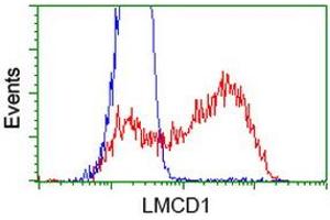 HEK293T cells transfected with either RC200062 overexpress plasmid (Red) or empty vector control plasmid (Blue) were immunostained by anti-LMCD1 antibody (ABIN2454491), and then analyzed by flow cytometry. (LMCD1 anticorps)