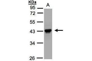 WB Image Sample(30 ug whole cell lysate) A:HeLa S3, 10% SDS PAGE antibody diluted at 1:1000 (SERPINB5 anticorps  (Center))