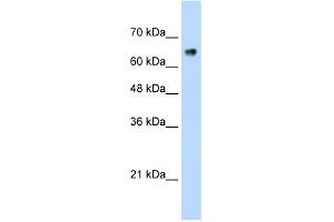 ZNF326 antibody (20R-1244) used at 0. (ZNF326 anticorps  (C-Term))