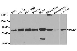 Western blot analysis of extracts of various cell lines, using JMJD4 antibody. (JMJD4 anticorps  (AA 1-463))