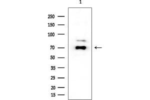 Western blot analysis of lysates from HUVEC cells, using Lamin A/C Mouse Monoclonal Antibody at 1/1000 dilution.