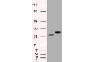 HEK293T cells were transfected with the pCMV6-ENTRY control (Left lane) or pCMV6-ENTRY BSG (Right lane) cDNA for 48 hrs and lysed. (CD147 anticorps)