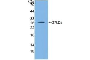 Detection of Recombinant GSTm1, Mouse using Polyclonal Antibody to Glutathione S Transferase Mu 1 (GSTM1) (GSTM1 anticorps  (AA 1-218))