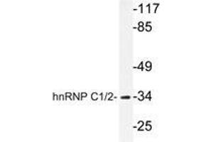 Western blot analysis of hnRNP C1/2 antibody in extracts from HuvEc cells. (HNRNPC anticorps)