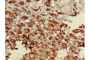 Immunohistochemistry of paraffin-embedded human adrenal gland tissue using ABIN7145531 at dilution of 1:100 (BACE1 anticorps  (AA 46-155))