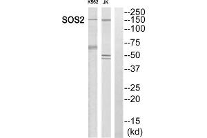 Western blot analysis of extracts from K562 cells and Jurkat cells, using SOS2 antibody. (SOS2 anticorps  (Internal Region))