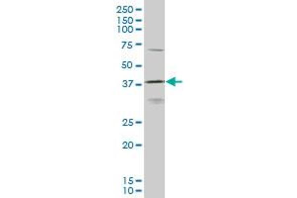 HOXD11 antibody  (AA 1-76)