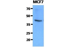 The cell lysates of MCF7 (40ug) were resolved by SDS-PAGE, transferred to PVDF membrane and probed with anti-human FKBP6 antibody (1:1000).