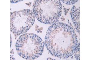 IHC-P analysis of Mouse Testis Tissue, with DAB staining. (Oncostatin M anticorps  (AA 116-205))