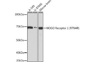 Western blot analysis of extracts of various cell lines, using NOGO Receptor 1 (RTN4R) Rabbit mAb (ABIN7269931) at 1:1000 dilution. (RTN4R anticorps)