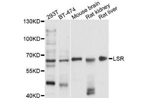 Western blot analysis of extracts of various cell lines, using LSR antibody (ABIN5996188) at 1/1000 dilution. (LSR anticorps)
