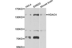 Western blot analysis of extracts of various cell lines, using HDAC4 antibody (ABIN5975864) at 1/1000 dilution. (HDAC4 anticorps)