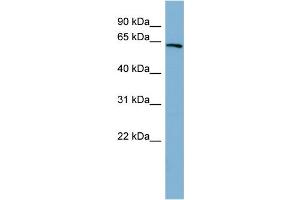WB Suggested Anti-HNF1A Antibody Titration: 0.