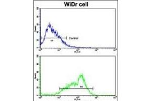 Flow cytometric analysis of WiDr cells using BCL2L11 Antibody (Center)(bottom histogram) compared to a negative control cell (top histogram).