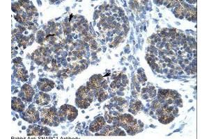 Image no. 1 for anti-Small Nuclear RNA Activating Complex, Polypeptide 1, 43kDa (SNAPC1) (C-Term) antibody (ABIN202353)