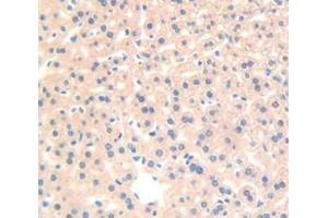 IHC-P analysis of Mouse Tissue, with DAB staining. (RBP4 anticorps  (AA 63-245))