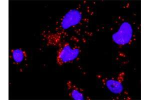 Proximity Ligation Analysis of protein-protein interactions between HDAC2 and HIF1A.