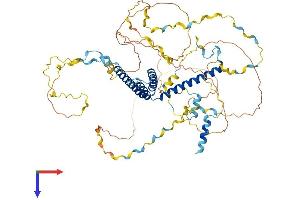 AlphaFold protein structure predicition of Human Recombinant WBP11 Protein, UniprotID Q9Y2W2