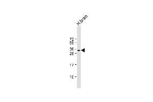 Anti-SOX15 Antibody (Center) at 1:1000 dilution + human brain lysate Lysates/proteins at 20 μg per lane. (SOX15 anticorps  (AA 96-125))