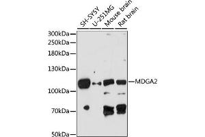 Western blot analysis of extracts of various cell lines, using MDG antibody (ABIN7268386) at 1:1000 dilution. (MDGA2 anticorps  (AA 620-820))