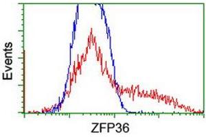 HEK293T cells transfected with either RC202049 overexpress plasmid (Red) or empty vector control plasmid (Blue) were immunostained by anti-ZFP36 antibody (ABIN2454205), and then analyzed by flow cytometry. (ZFP36 anticorps)