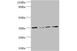 Western blot All lanes: NAPG antibody at 1. (NAPG anticorps  (AA 1-312))