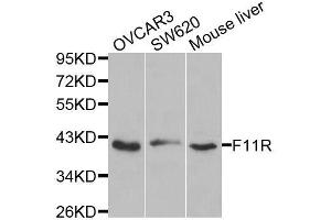 Western blot analysis of extracts of various cell lines, using F11R antibody.