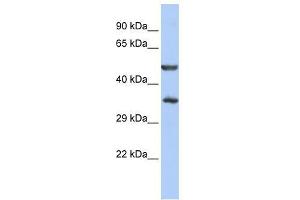 ZNF414 antibody used at 0. (ZNF414 anticorps  (N-Term))