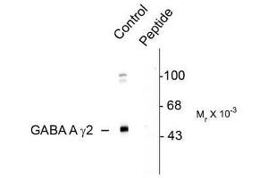 Image no. 1 for anti-gamma-aminobutyric Acid (GABA) A Receptor, gamma 2 (GABRG2) (pSer327) antibody (ABIN372642) (GABRG2 anticorps  (pSer327))