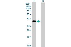 Western Blot analysis of MAPK15 expression in transfected 293T cell line by MAPK15 MaxPab polyclonal antibody. (MAPK15 anticorps  (AA 1-277))