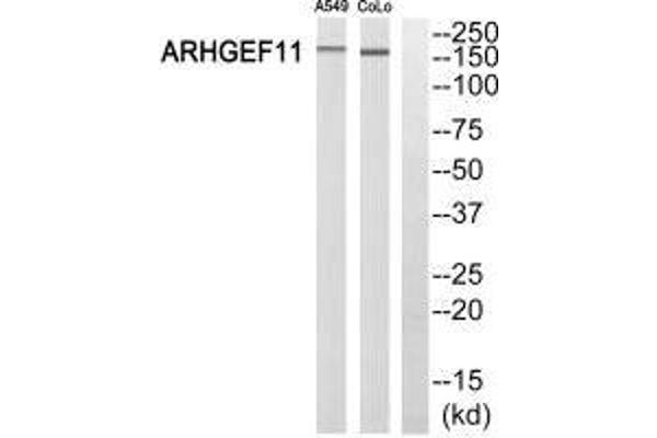 ARHGEF11 Antikörper  (N-Term)